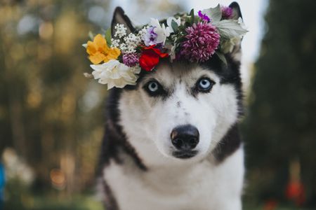 A husky sports her best festival looks with a flower crown.